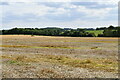 Reepham: Harvested cereal crop in NR10 4RG