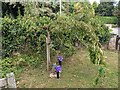 Tree at St. Lawrence's church (Canon Pyon) in HR4 8YA
