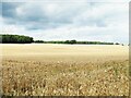 Ripening crops, Farnley Park in LS21 2QF