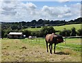 Horse and paddocks near Hoarstone Farm in DY12 1YW