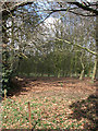 Woodland on the grounds of Booton estate in NR10 4NT