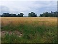 Arable field off Hall Lane, Riseholme in LN2 2GL