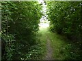 Footpath out of woodland or copse approaching Ledburn in LU7 0QA