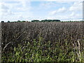 Bean field near Haddington in LN6 9XJ