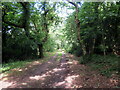 Llwbr Coed Granston / Granston Wood path in SA62 5UR