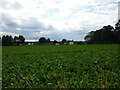 Field of sugar beet, Harmston in LN5 9SU