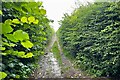 Hedges and Hertfordshire Way in SG8 9LS