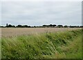 Wheat field near Holbeach St Marks in PE12 8EY