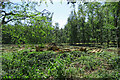 Felled trees in Howe Wood in CB11 4XH