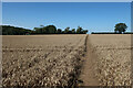 Path through the wheat in SG11 2NU