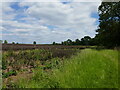 Footpath by a field of beans, Caunton in NG23 6AP