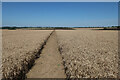 Bridleway through Barley in SG11 2NN