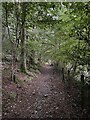 Rough path through woodland in LA22 0NH
