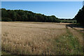 Field between the woods in SG11 2HY