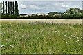 Lathbury: Fallow field and grazing area beyond in MK16 9AJ