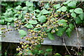 Clifton Reynes: Abundant blackberries here in Clifton Reynes