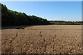 Barley field by Great Hormead Park in SG9 0NU