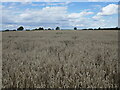 Wheat field, Caythorpe in NG32 3DZ