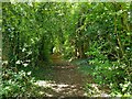 Tangley bridleway in SP11 0SH