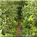 Conholt footpath in SP11 0LD