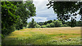 Field of barley close to River Browney in Witton Gilbert