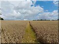 Footpath towards Linkenholt in SP11 0EJ