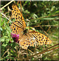 Silver-washed Fritillary near Great Hormead Park in SG9 0NU