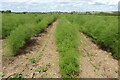 A field of asparagus in WR10 2PE
