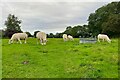 Grazing Charolais on Caylers Farm in SG8 8NB