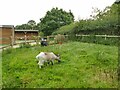 Goats at Ley Cottage in CW11 1RZ