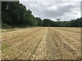 Harvested wheat, Hedderwick in EH42 1SY