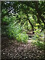 Wooded Path 7 in CO7 8RE