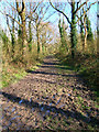 Footpath, Tottington Wood in BN5 9XU