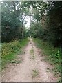 Footpath Through Lodge Plantation in CO7 8NN