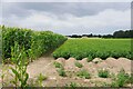 Maize and Spuds by Sturrick Lane in CO7 8FU