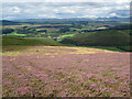 Descending through heather, Middle Hill in EH45 8PZ