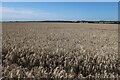 Large barley field in SG11 2NN