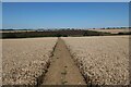 Bridleway through barley field in SG11 2NN