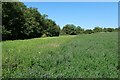 Field near Bozen Green Farm in SG11 2QY