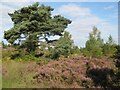 Heath with pine and birch in BH22 8BZ