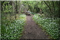 Wild garlic lined bridleway in TN8 7LE