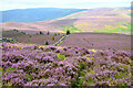 Heather moor, Lee Pen in EH44 6RL