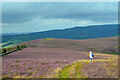 Ridge to Lee Burn Head in EH44 6RL