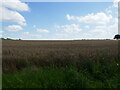 Field of oats near Turvey in MK43 8EQ