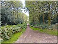 Bucklebury Common track in RG7 6QD