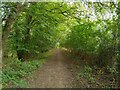 Coombe Wood bridleway in RG7 6DW