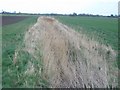 Rushes along a field boundary in PE14 9SA
