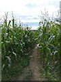 Footpath through the corn in RG7 6PG
