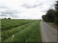 Field of beet by Southfield Road in LN7 6EZ