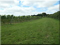 Public footpath, Hattingley Valley vineyard in GU34 5NJ
